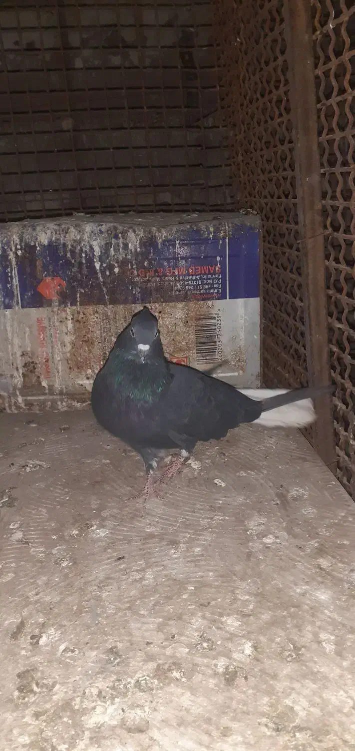 دم سفید|پرنده|مشهد, رده|دیوار