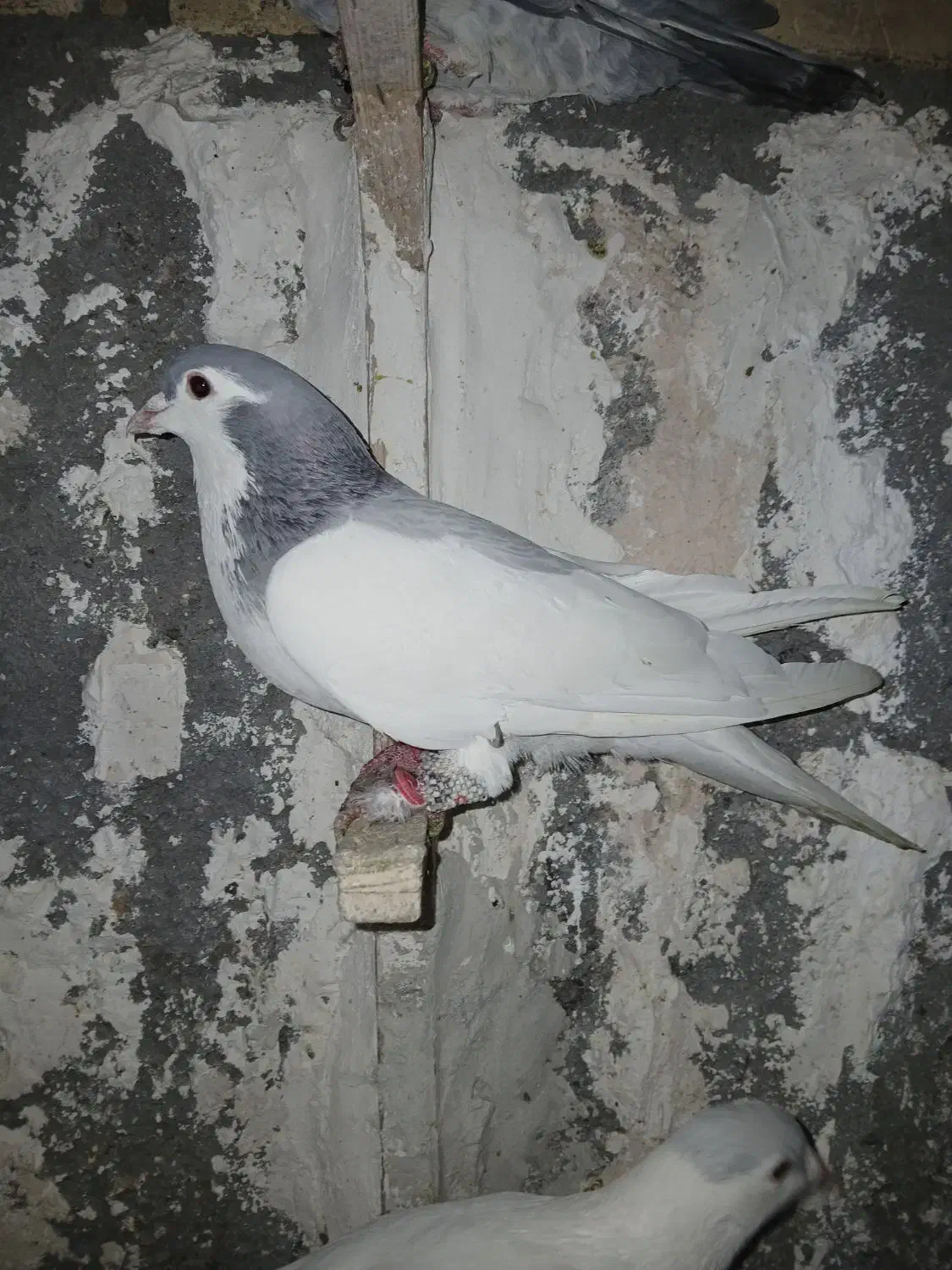 کفتر|پرنده|مشهد, کوشک مهدی|دیوار