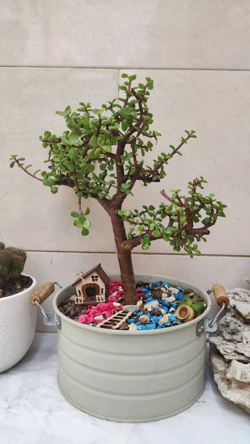 بونسای|گل و گیاه طبیعی|تهران, امام زاده حسن|دیوار