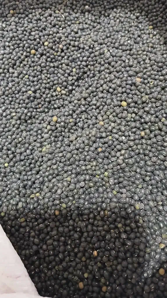 ماش تمیز وآماده پخت|خوردنی و آشامیدنی|باغ ملک, |دیوار