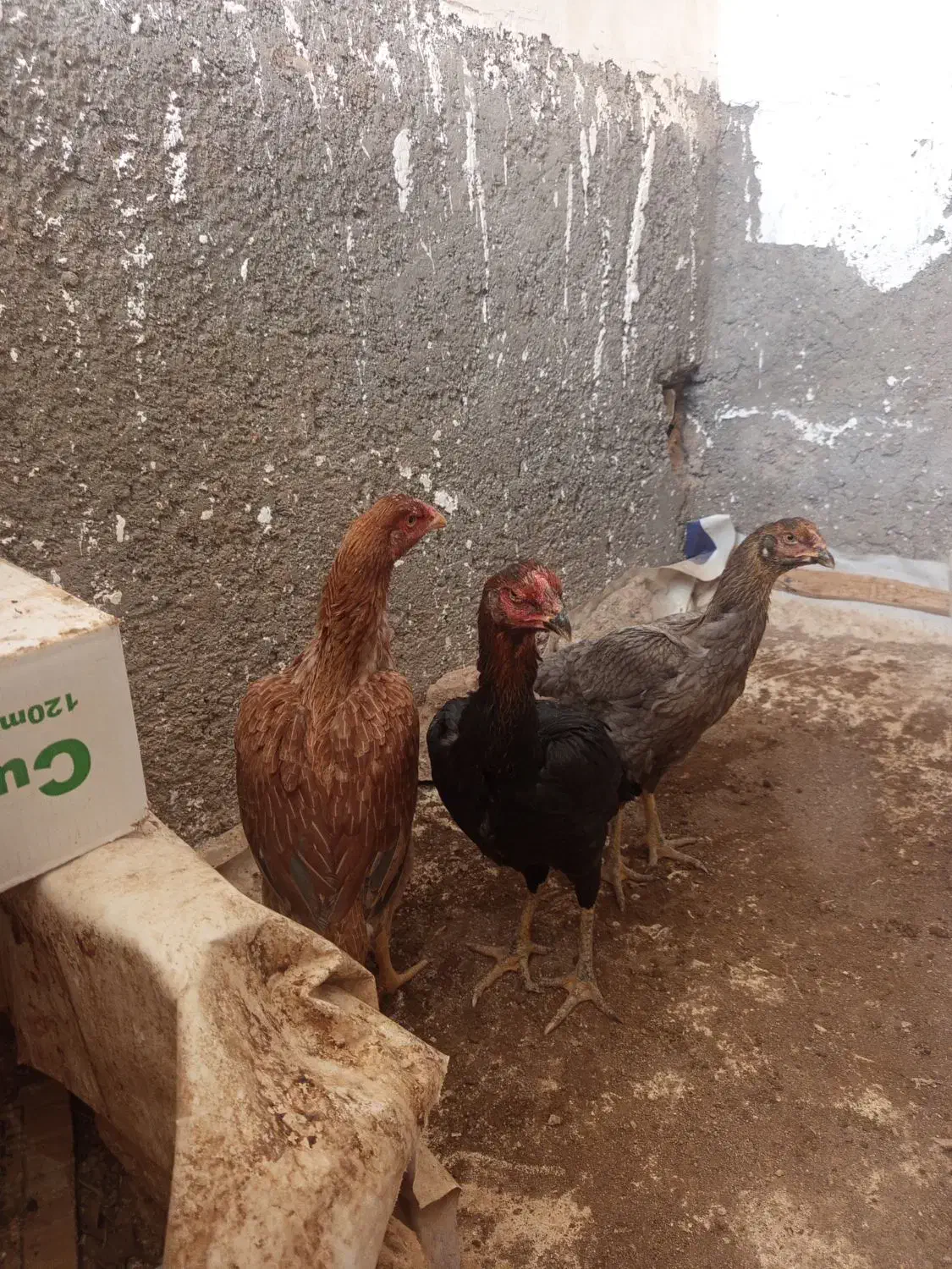 تخم مرغ نطفه دار برهما و لاری . مرغ و خروس لاری|حیوانات مزرعه|کرمانشاه, |دیوار