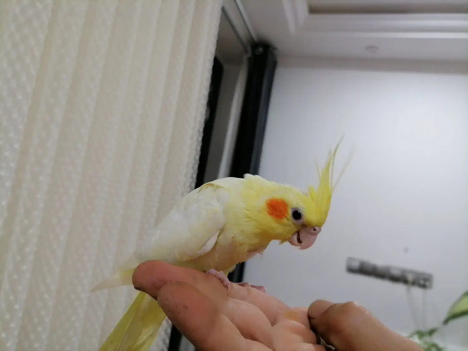 جوجه عروس هلندی|پرنده|برازجان, |دیوار