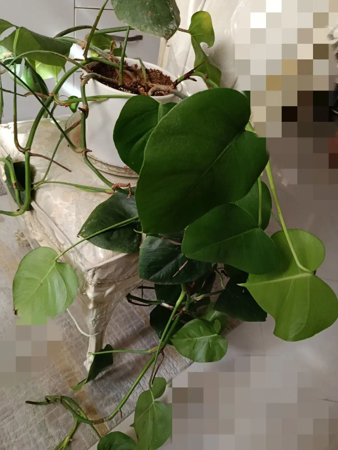 تعدادی گل اپارتمانی|گل و گیاه طبیعی|تهران, نیروی هوایی (پیروزی)|دیوار