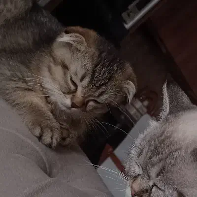 گربه|گربه|آبادان, |دیوار