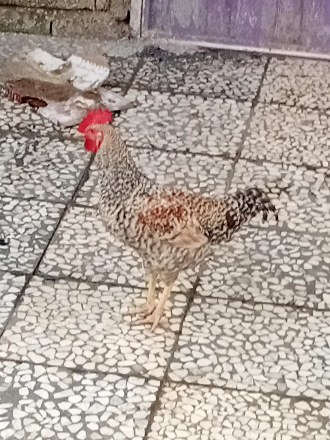 طلا محلی|پرنده|قائم‌شهر, |دیوار