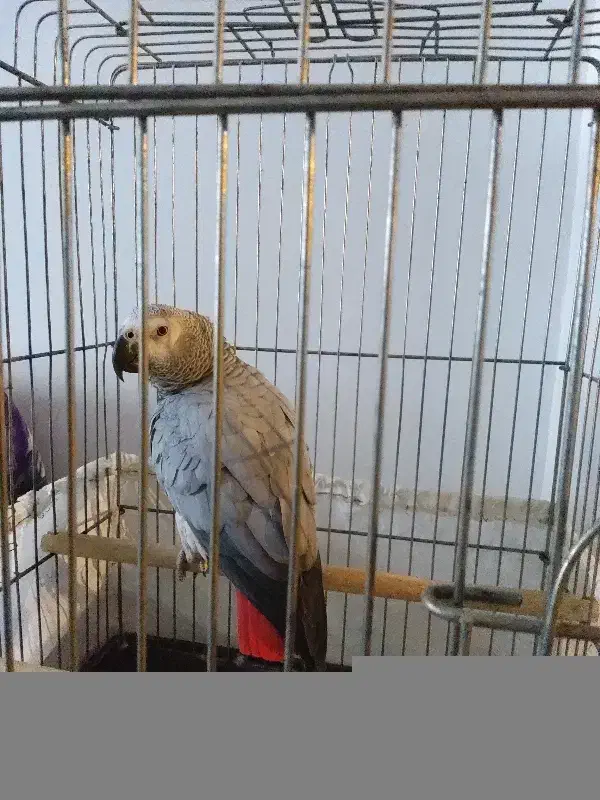 یک عدد کاسکو دم قرمز|پرنده|رشت, کوی قدس|دیوار