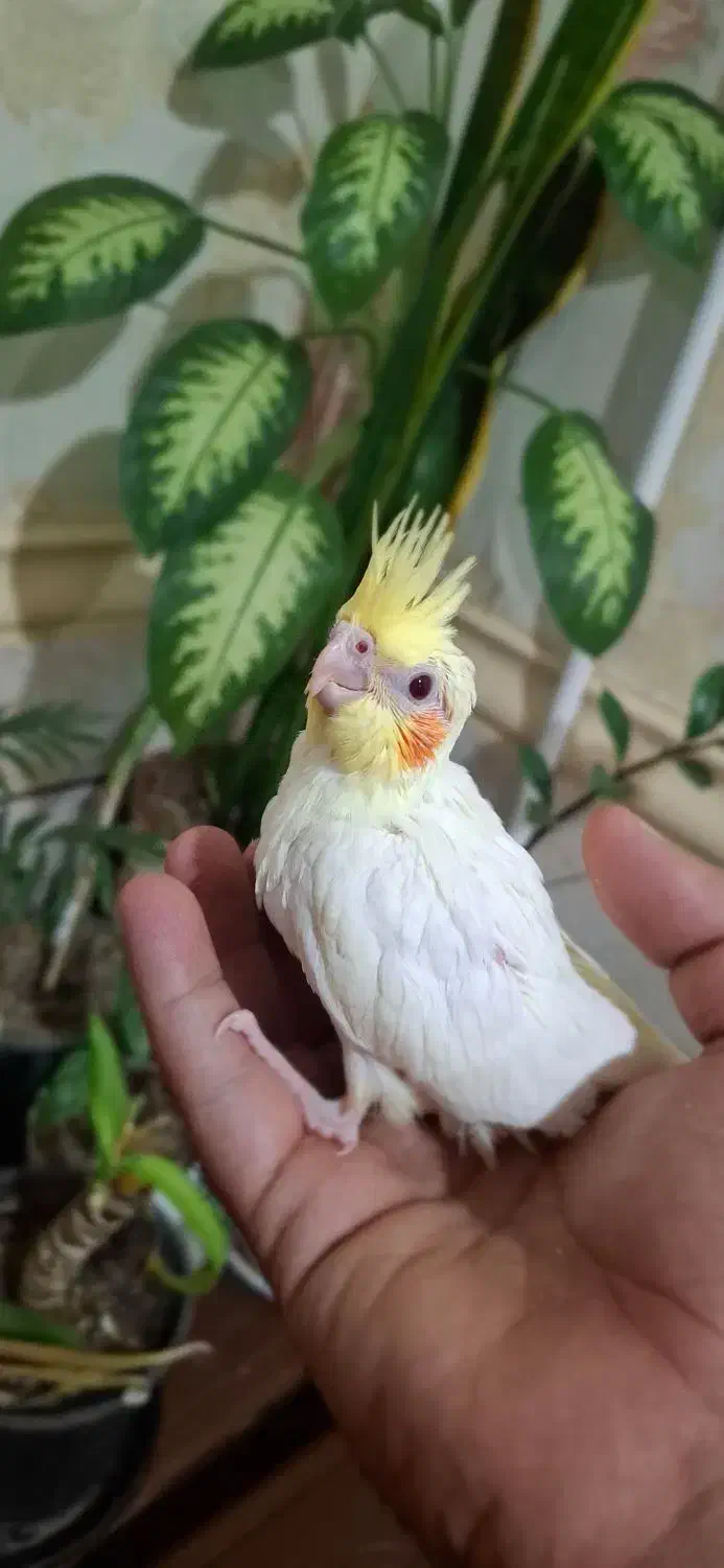 جوجه عروس هلندی|پرنده|اهواز, کیانشهر|دیوار