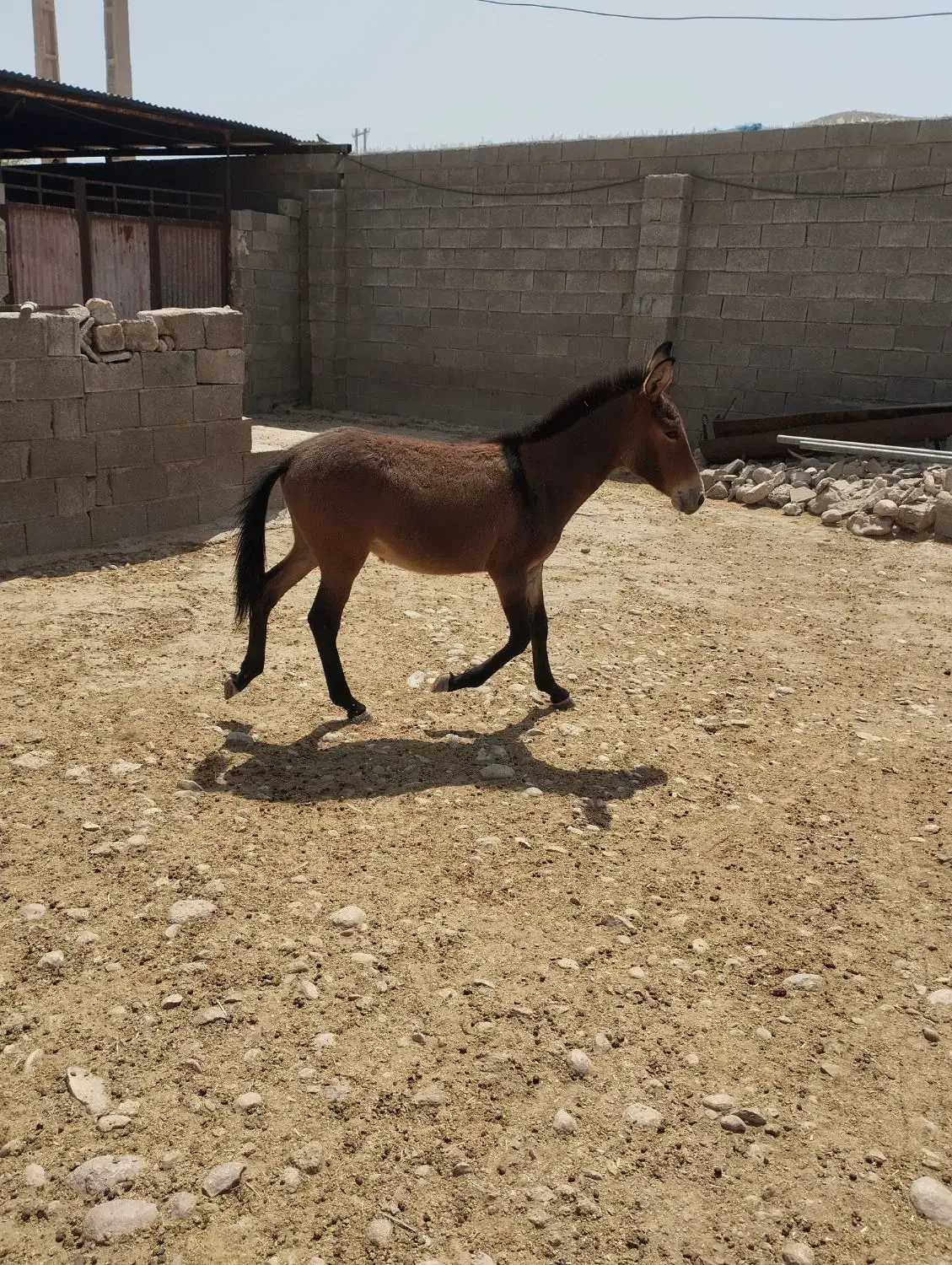 مادیون  با کره قاطر|اسب و تجهیزات اسب‌سواری|لیکک, |دیوار