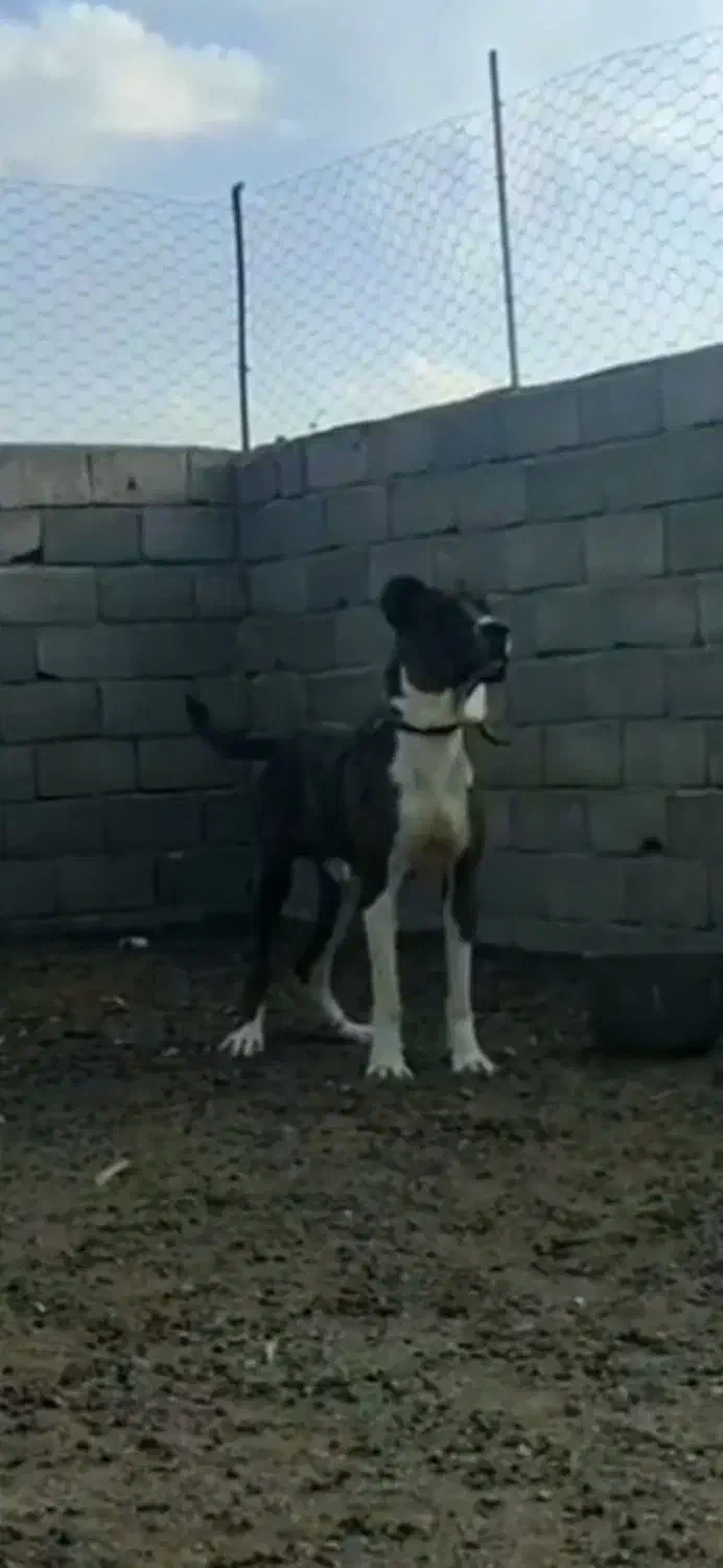 سگ فروشی|سگ|بیرجند, |دیوار