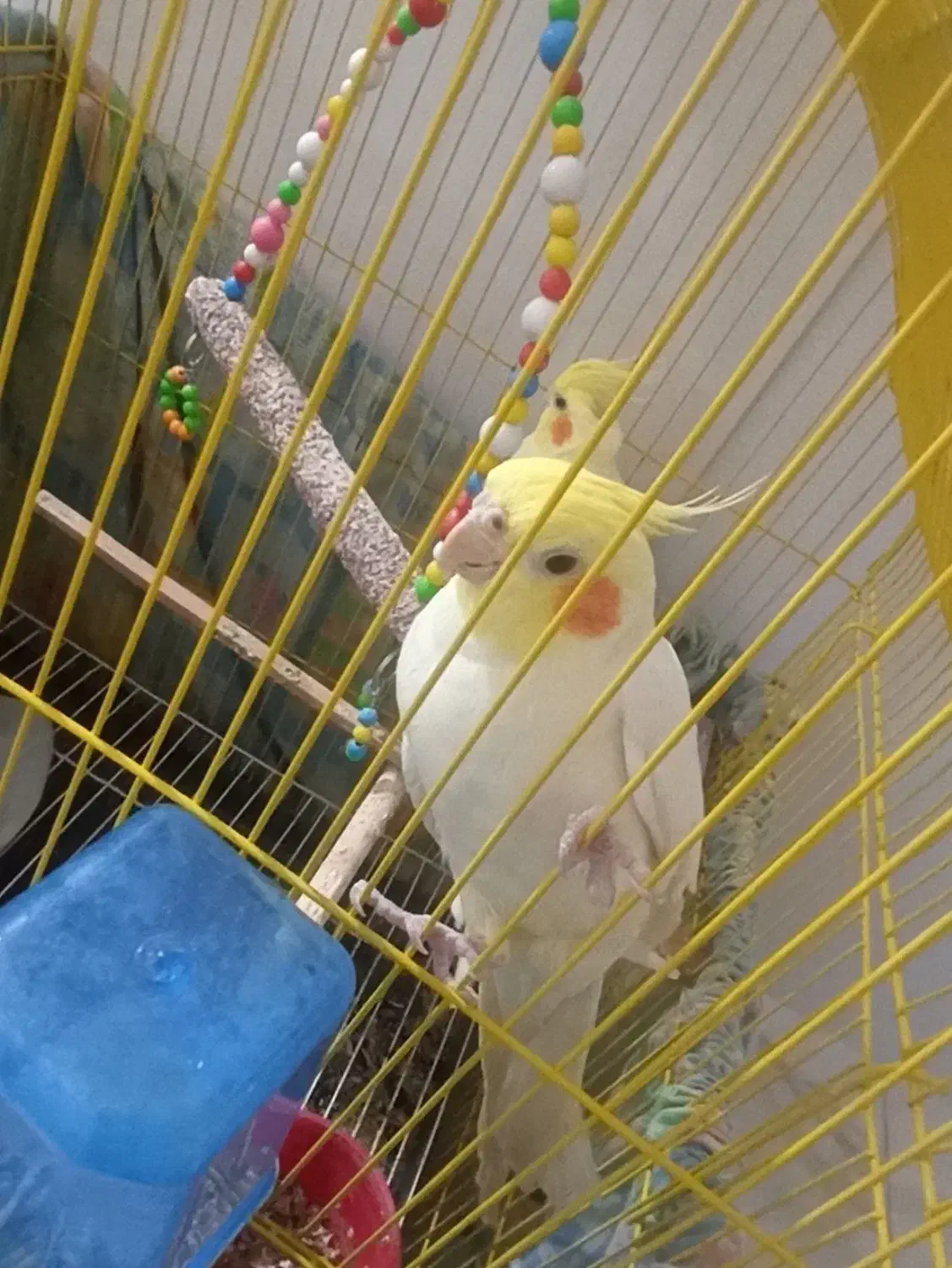 یک جفت عروس هلندی اهلی|پرنده|اهر, |دیوار