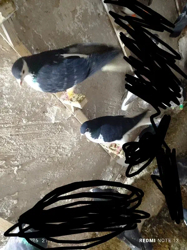 کبوتر پرشی|پرنده|نیشابور, مازول|دیوار