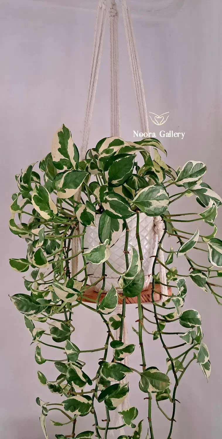 آویز گلدان مکرومه|صنایع دستی و سایر لوازم تزئینی|شیرگاه, |دیوار