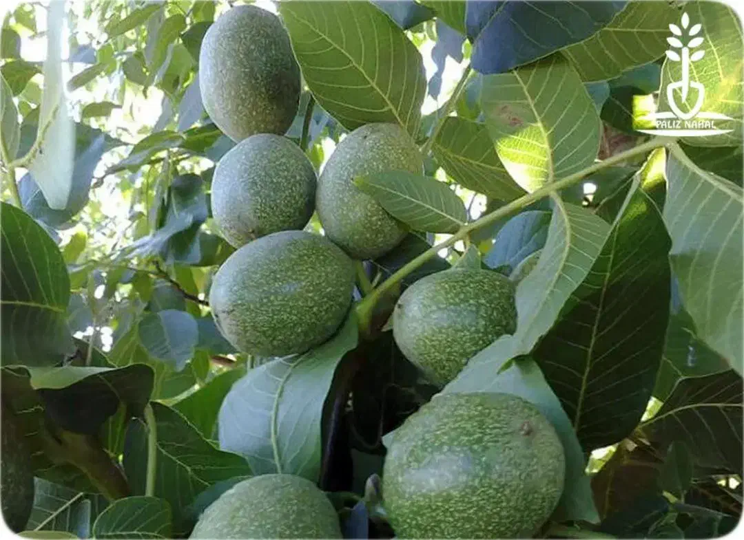 نهالستان گردو و بادام دیرگل و پربار پالیز|خدمات باغبانی و درختکاری|گیلان غرب, |دیوار