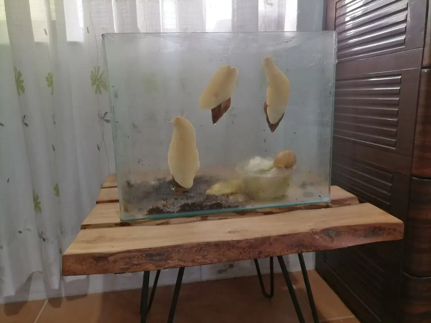 حلزون آچاتینا|خزنده|نشتارود, |دیوار