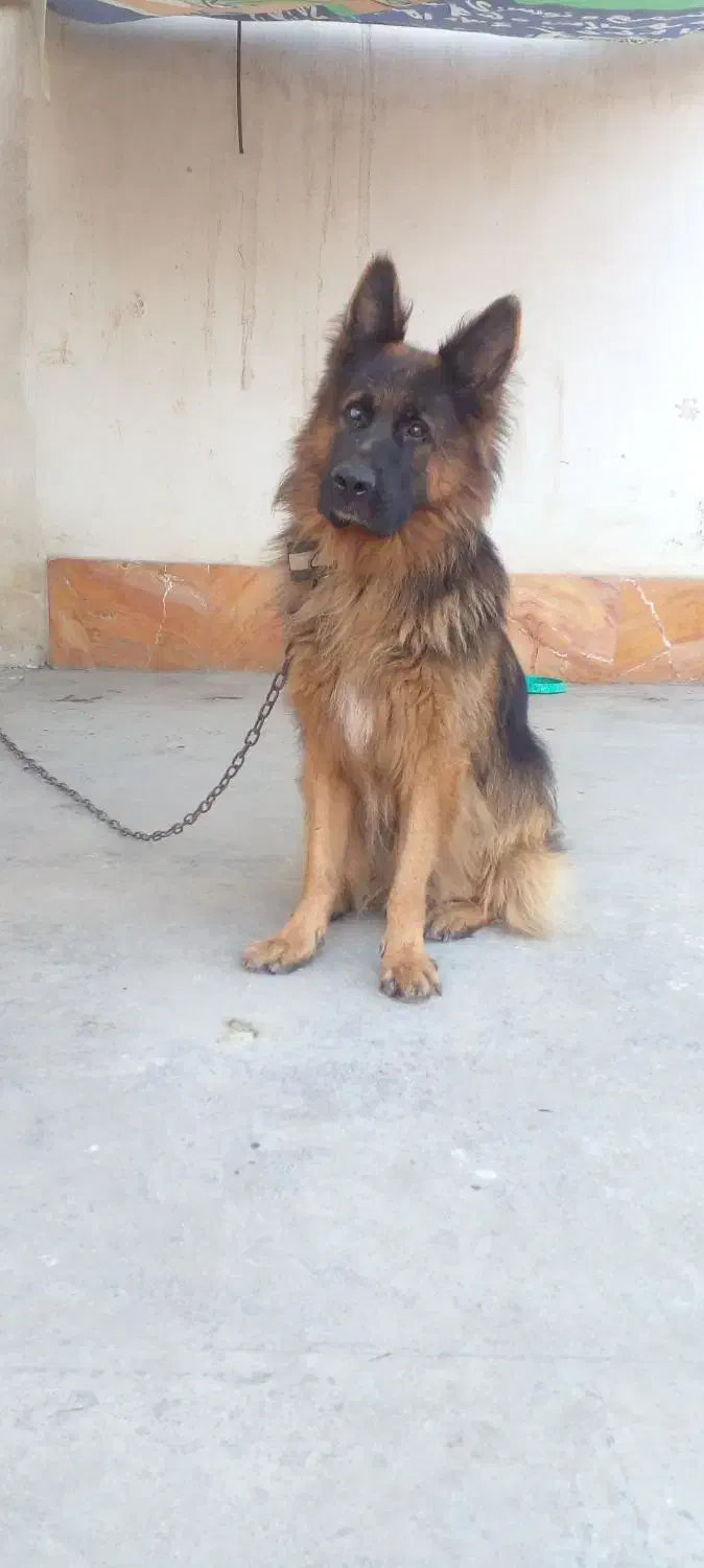 ژرمن قابل معاوضه|سگ|تنکابن, |دیوار