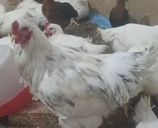 خروسبرهما|حیوانات مزرعه|قائمشهر, |دیوار