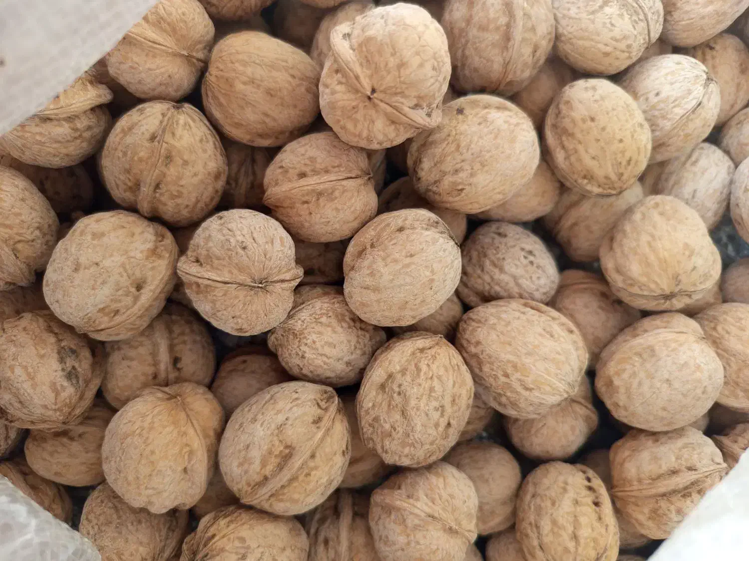 گردوی مغز سفید روغنی خوشمزه|خوردنی و آشامیدنی|صوفیان, |دیوار