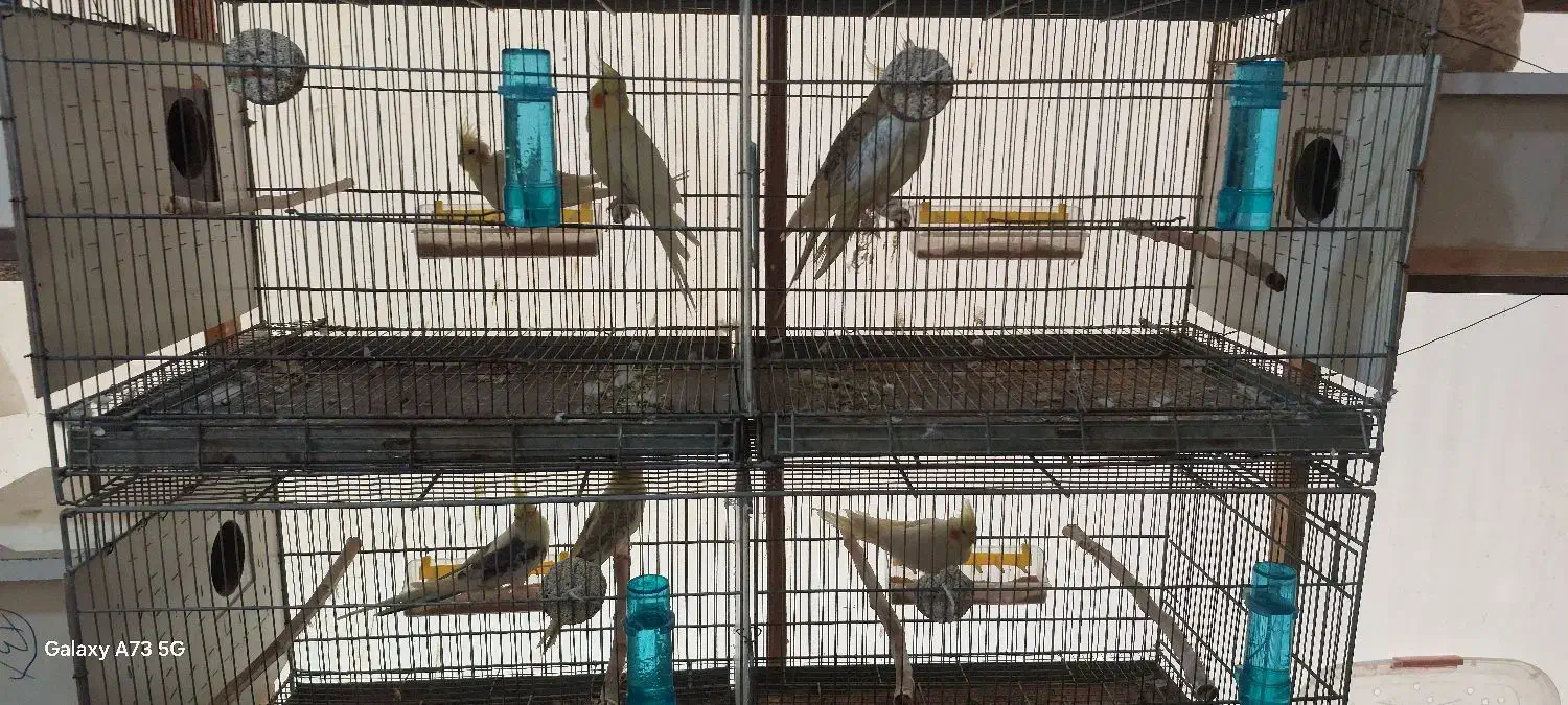 عروس هلندی|پرنده|علیآباد کتول, |دیوار