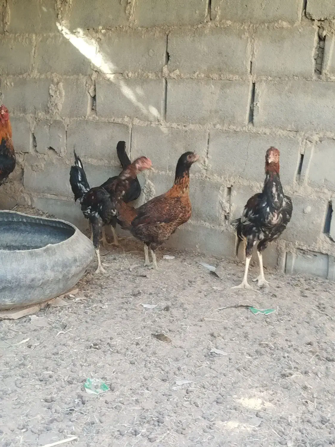 خروس لاری اصل|حیوانات مزرعه|هامون, |دیوار