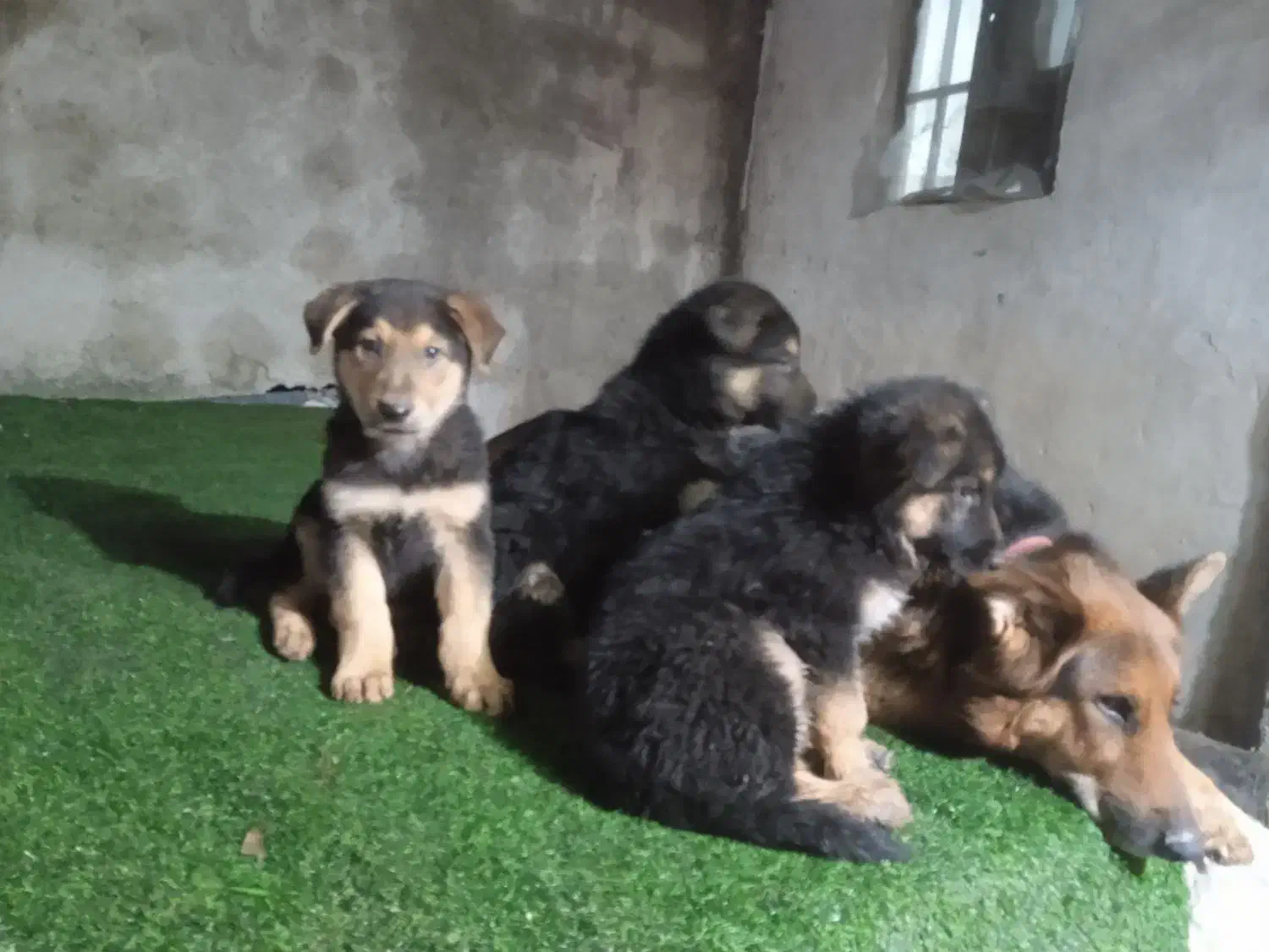 توله سگ ژرمن|سگ|رشت, گلزاران|دیوار