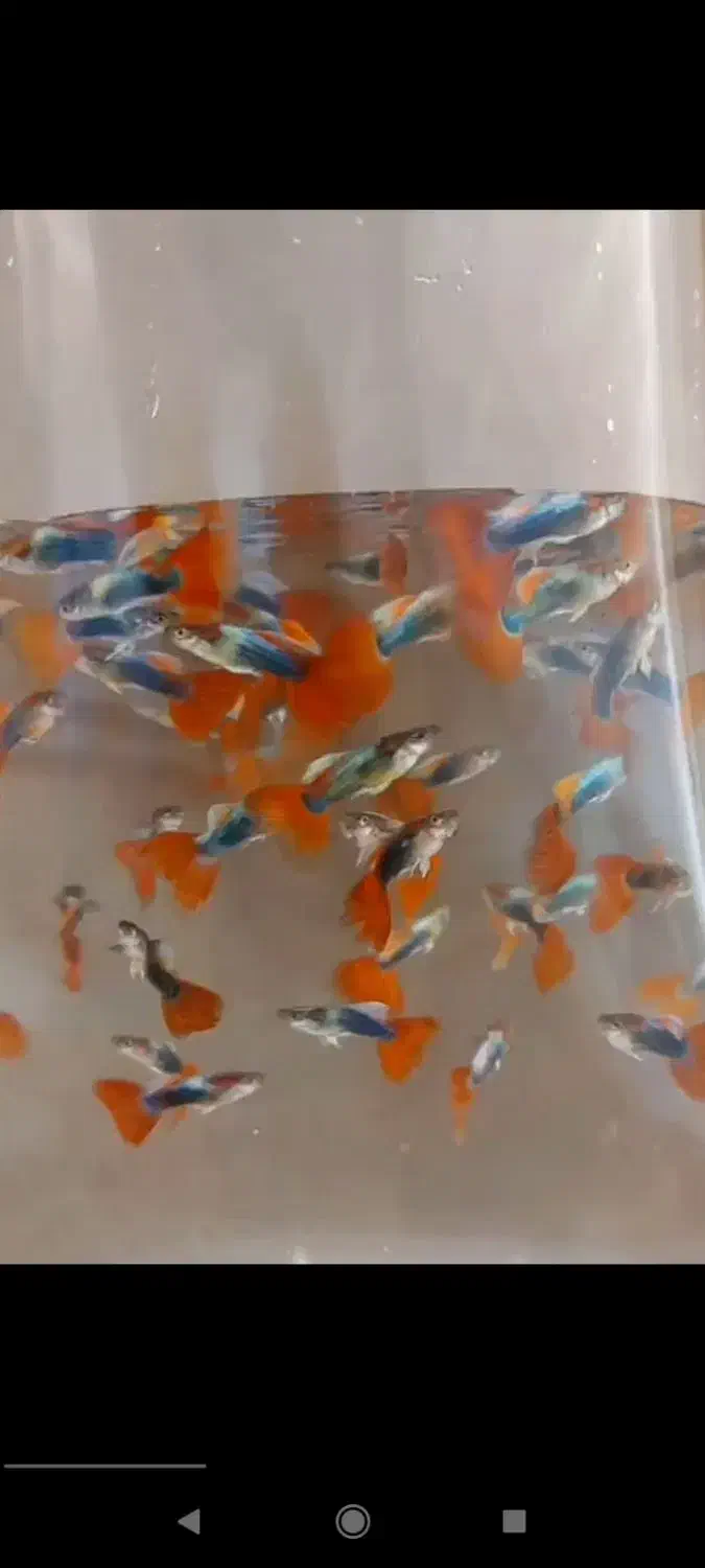 ۱۰۰۰ عدد ماهی گوپی بیگ ایر رد توکسیدو گلدن|ماهی|تهران, والفجر (افسریه)|دیوار