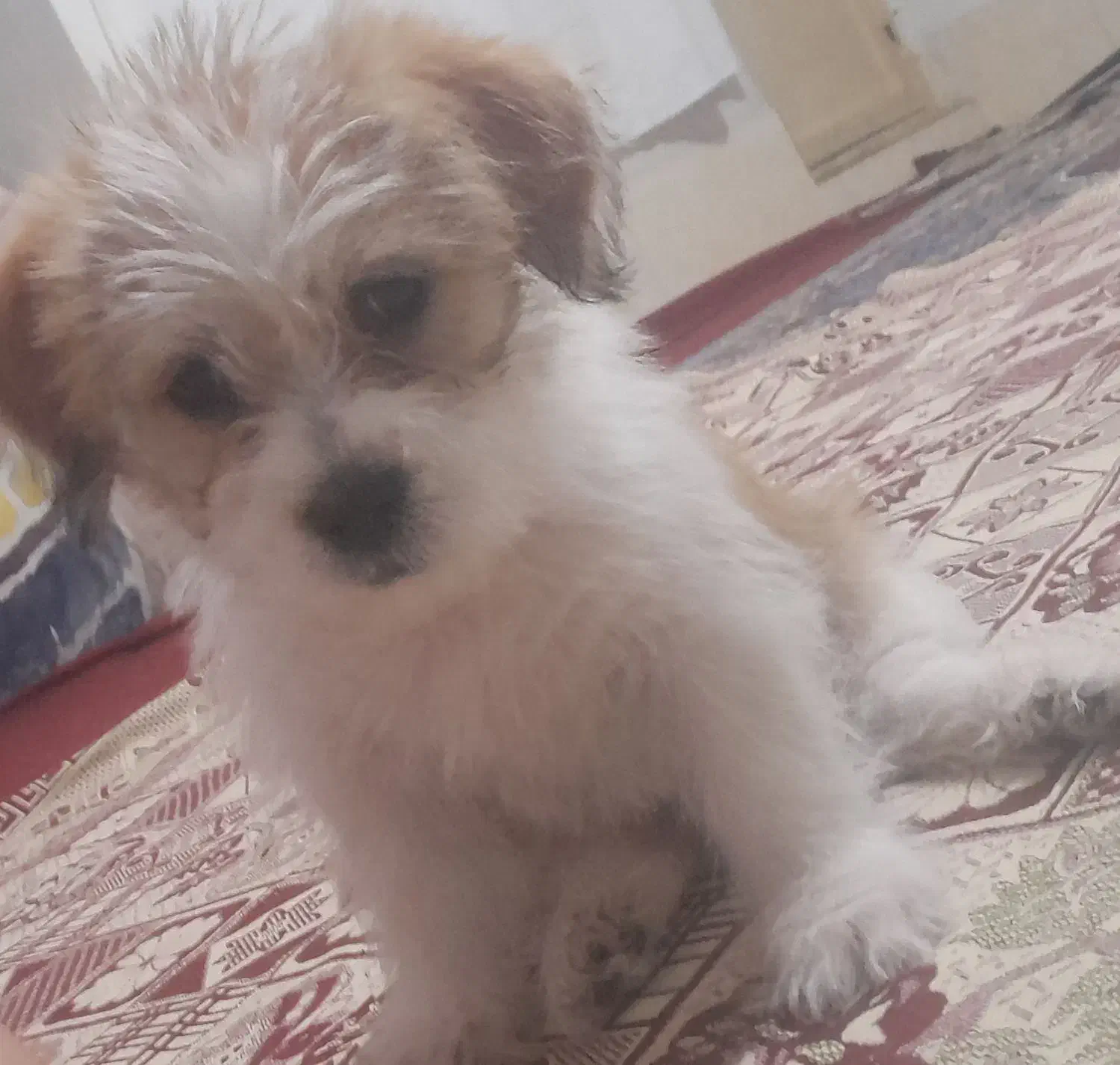 سگ شیتزو|سگ|بجنورد, |دیوار