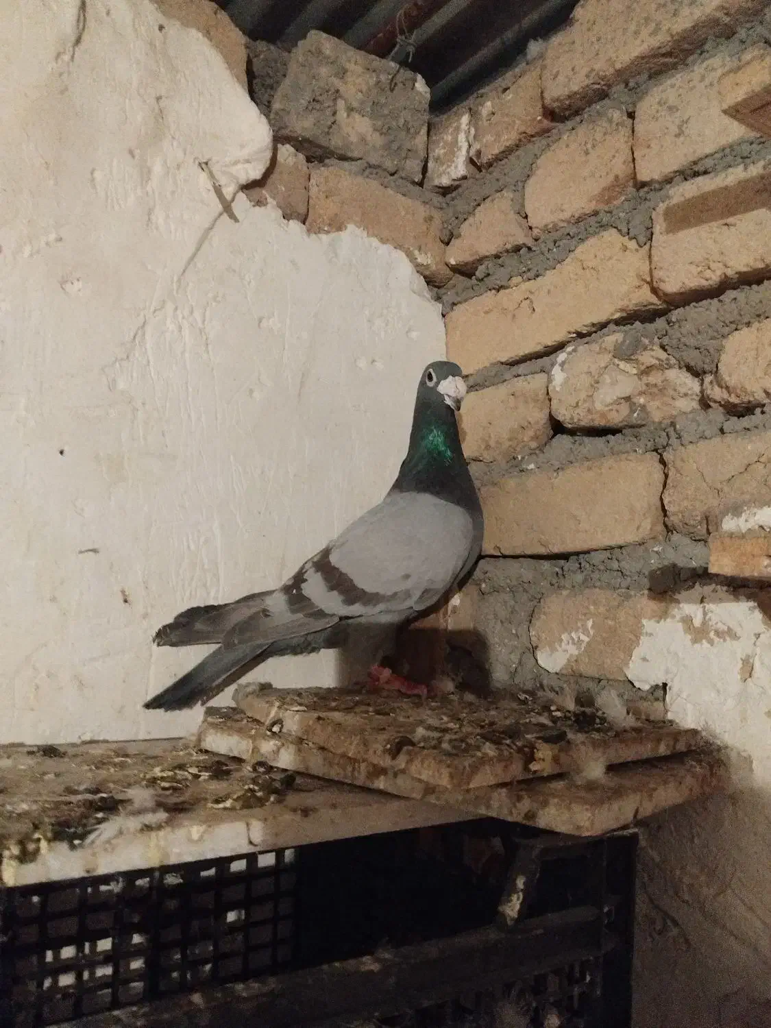 کفتر|پرنده|نیشابور, مازول|دیوار