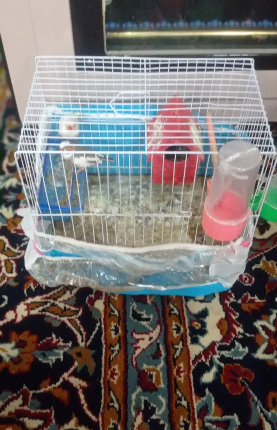 فنج|پرنده|مشهد, علی آباد|دیوار