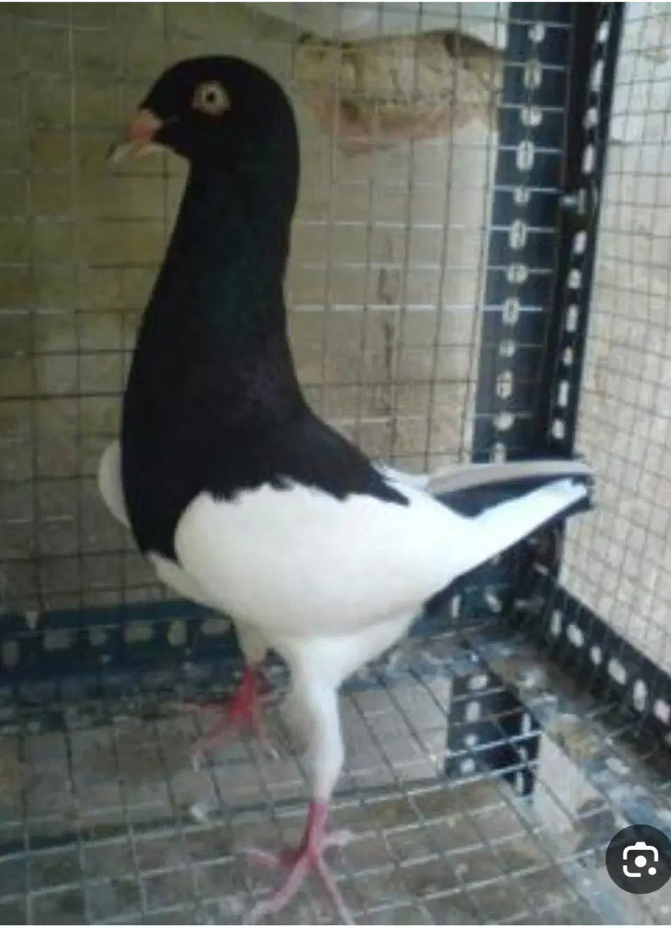 یهودی سیاه گم کردم|پرنده|سبزوار, جوادیه شرقی|دیوار