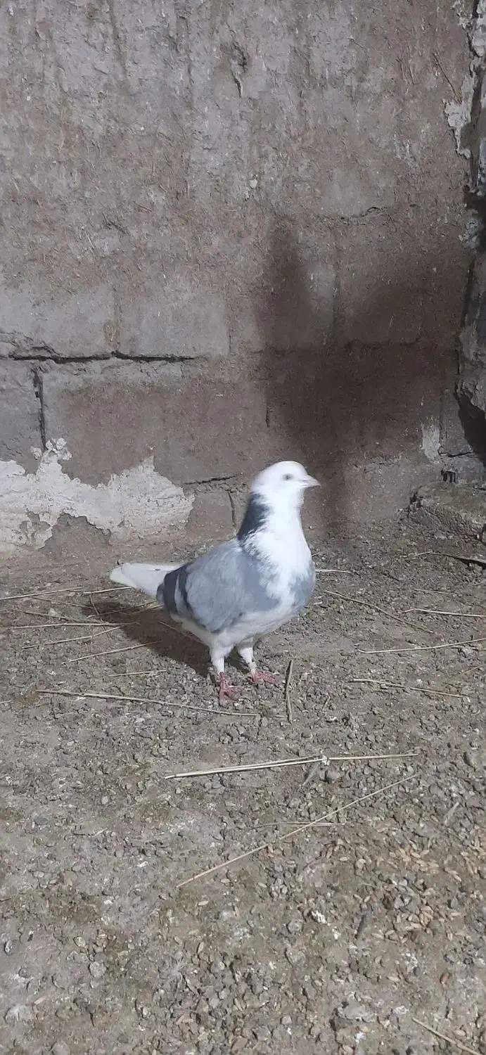 کبوتر|پرنده|اردبیل, |دیوار