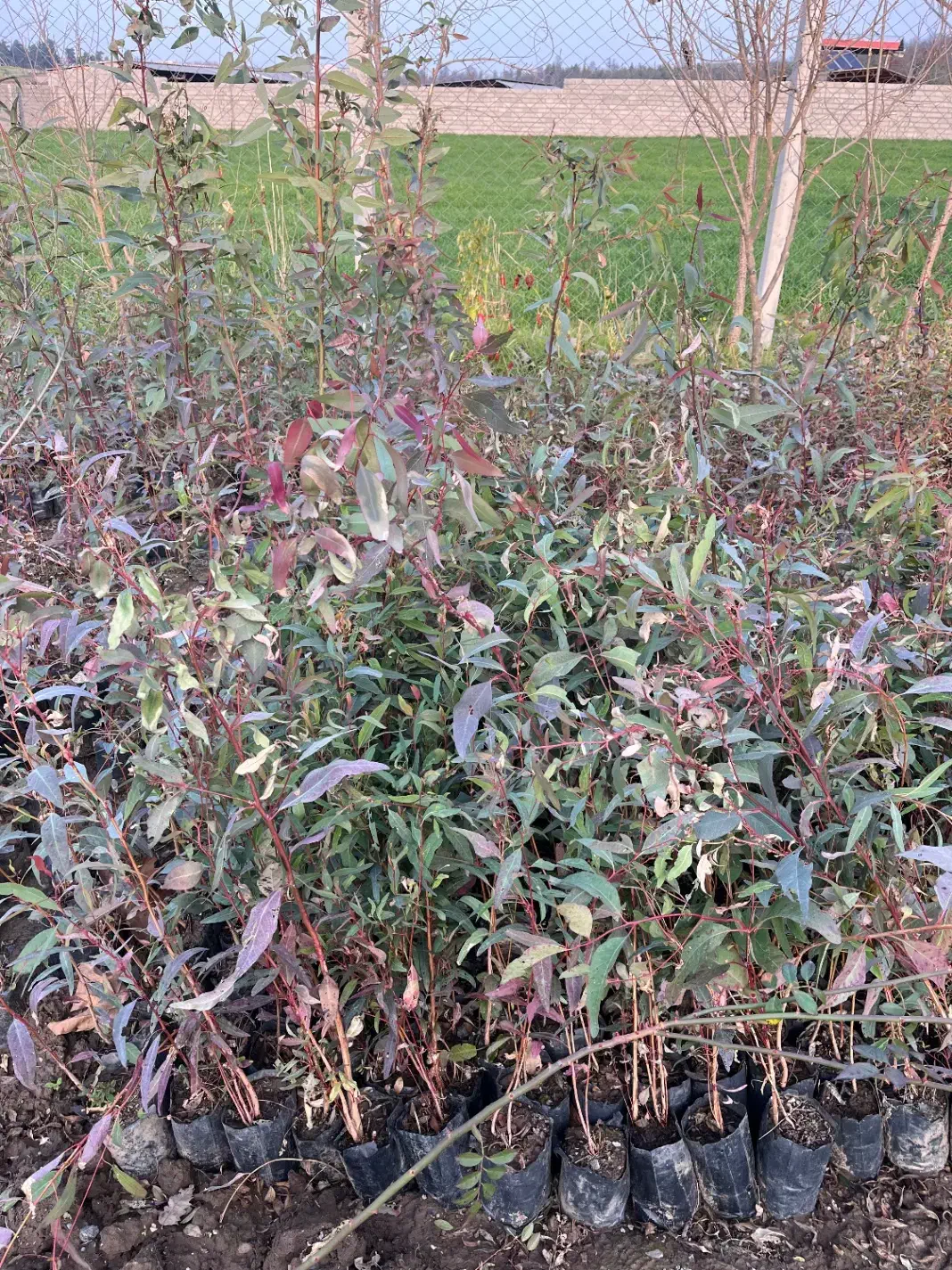 نهال اکالیپتوس|خدمات باغبانی و درختکاری|گرگان, |دیوار