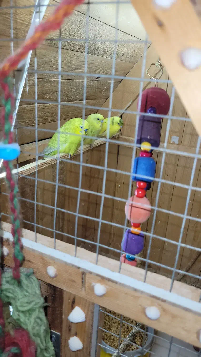 مرغ عشق مولد با جوجه و تخم|پرنده|اهواز, کمپلو جنوبی|دیوار