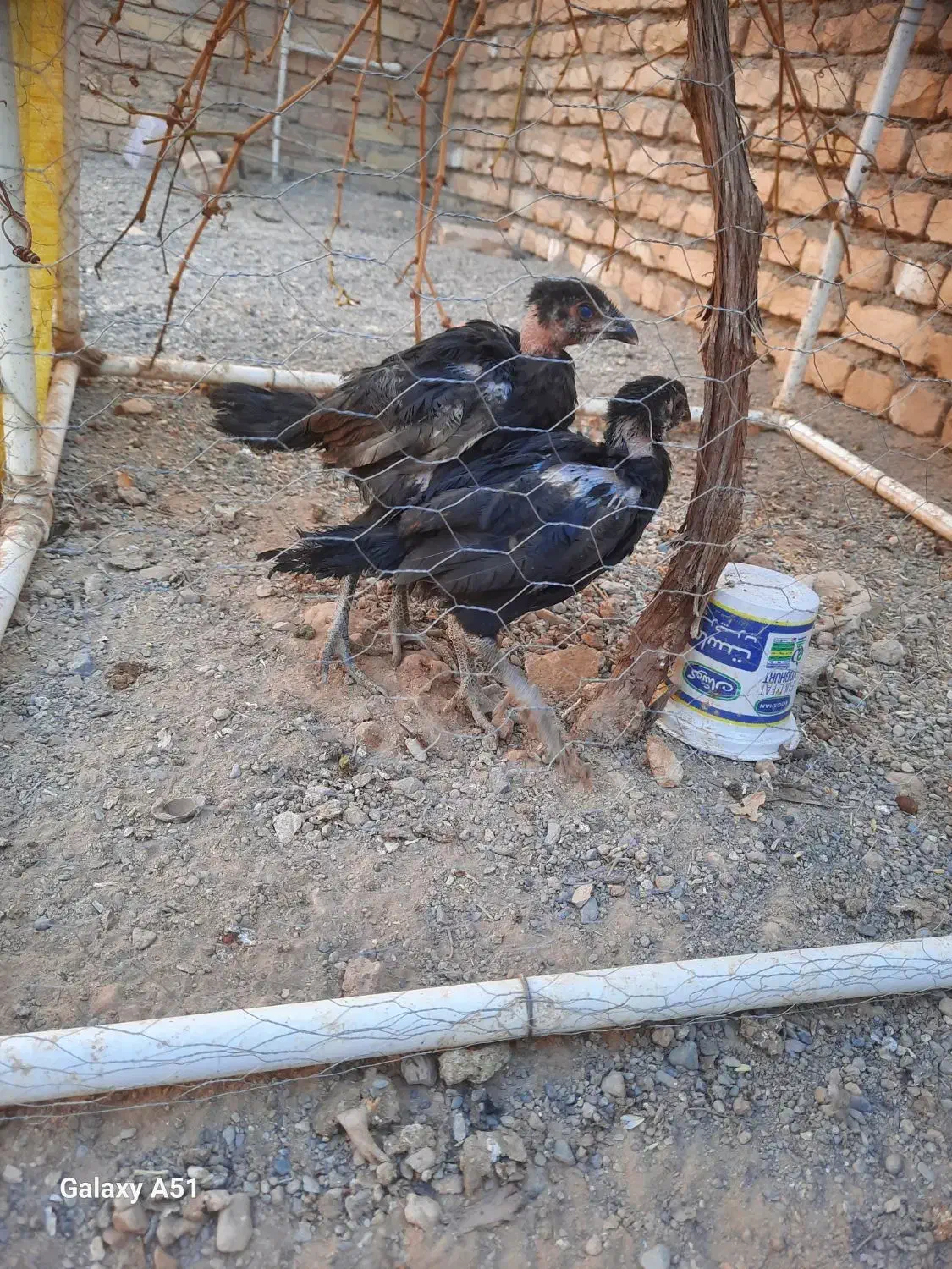 جوجه لاری و مرغ|حیوانات مزرعه|شهرآباد, |دیوار