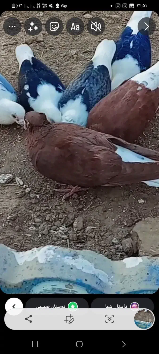 گمشده سرخ دم سفید|پرنده|تربتحیدریه, بی بی حسنیه|دیوار