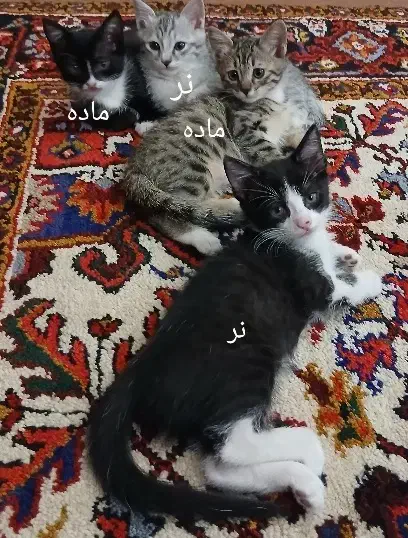 گربه|گربه|سراب, |دیوار