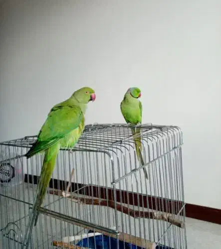 جفت طوطی دستی و خانگی|پرنده|میناب, |دیوار