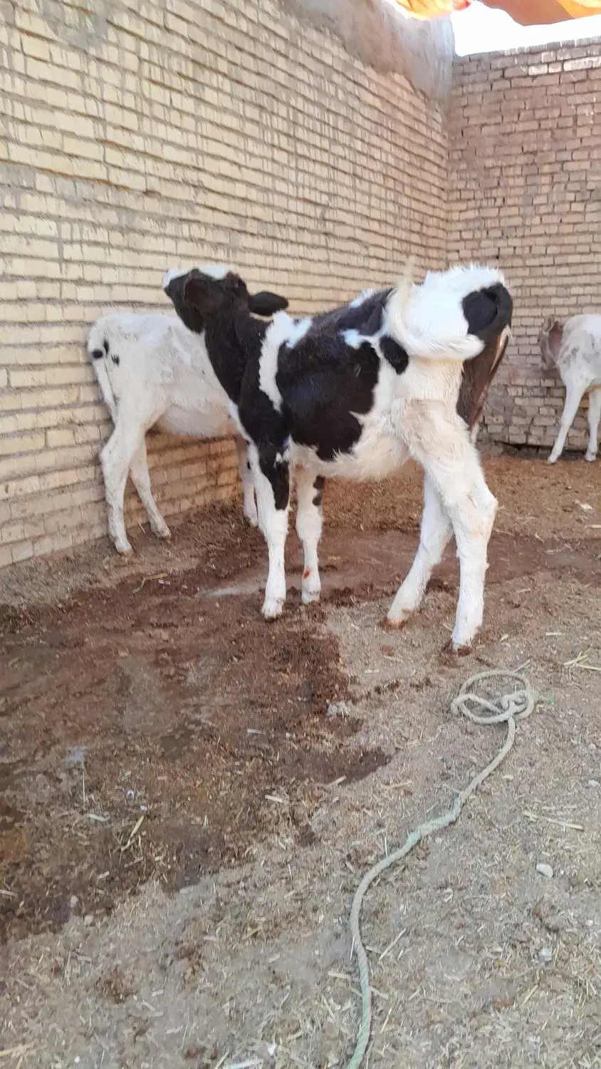 گوساله گاو ماده ۵عدد|حیوانات مزرعه|اهواز, گلدشت|دیوار