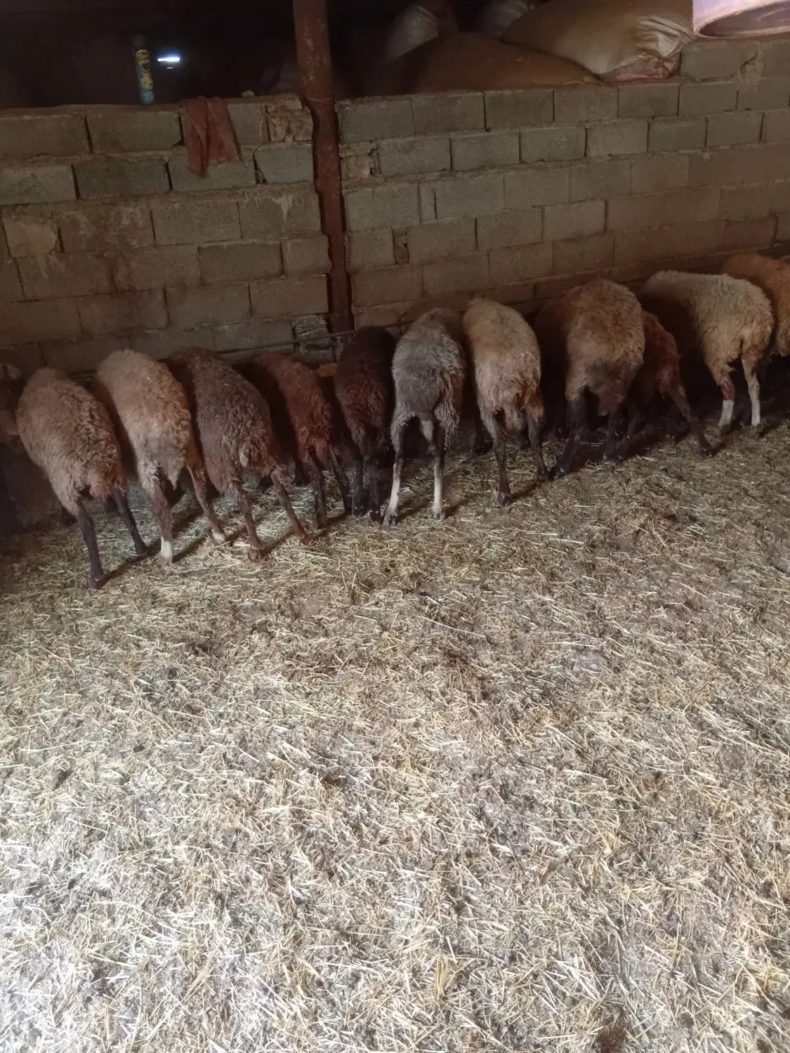 گوسفند داشتی و ابستن|حیوانات مزرعه|کیاسر, |دیوار