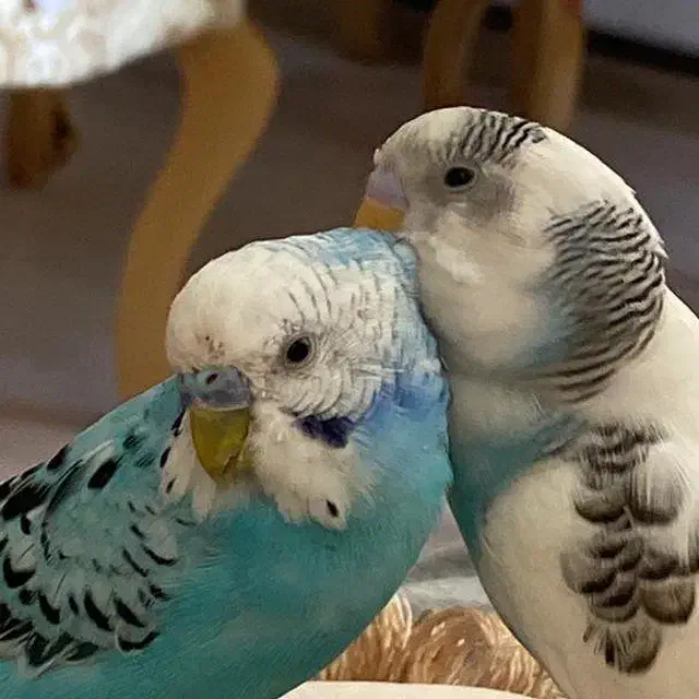 مرغعشق.سالموسرحال.کاملااهلی|پرنده|اردبیل, |دیوار