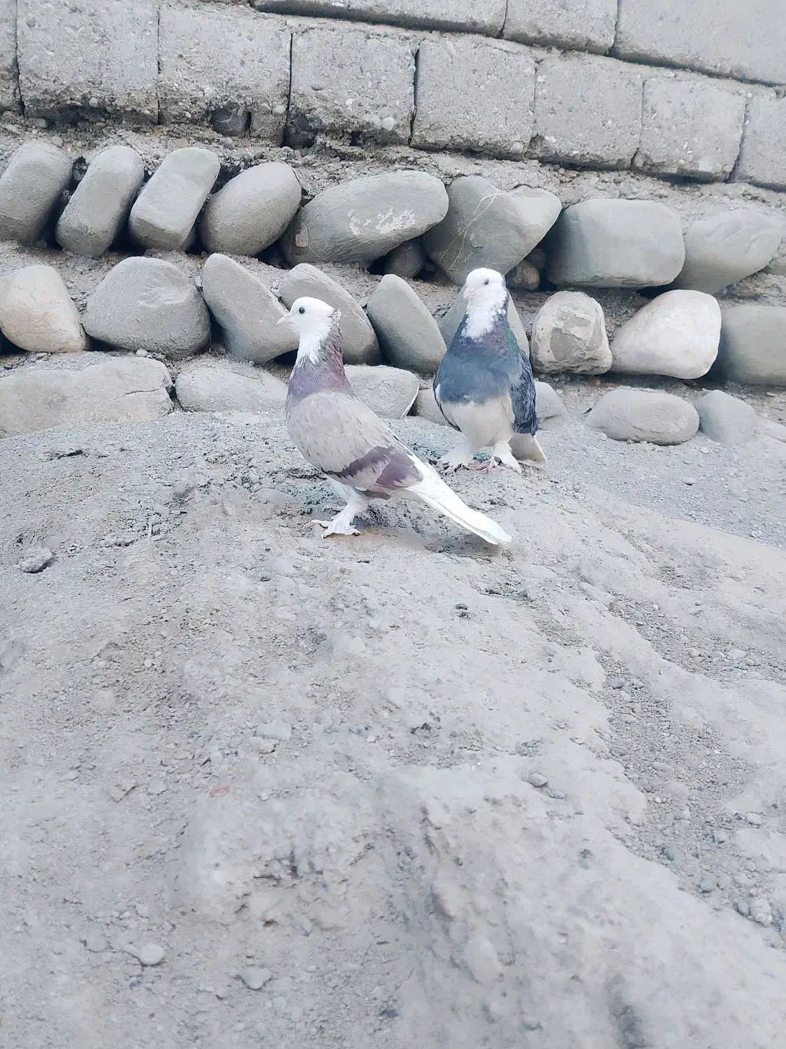 کبوتر درجایی|پرنده|میناب, |دیوار