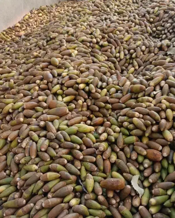 بلوط|عمدهفروشی|لردگان, |دیوار