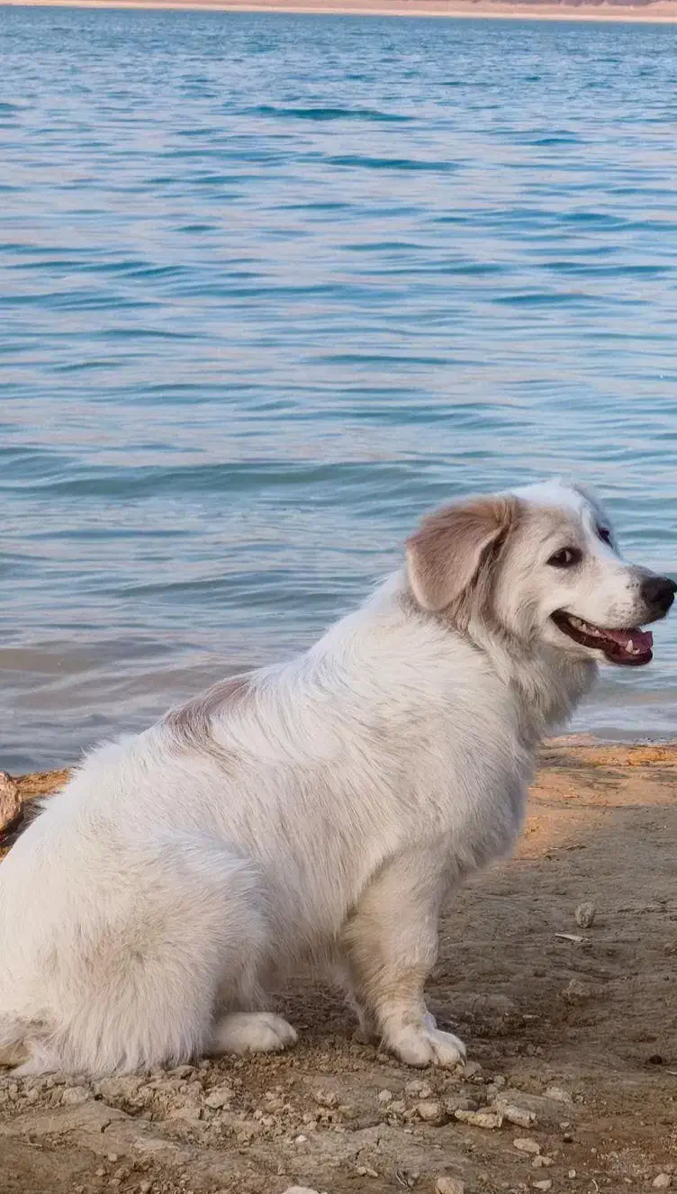 واگذاری سگ|سگ|شیراز, رکنآباد|دیوار