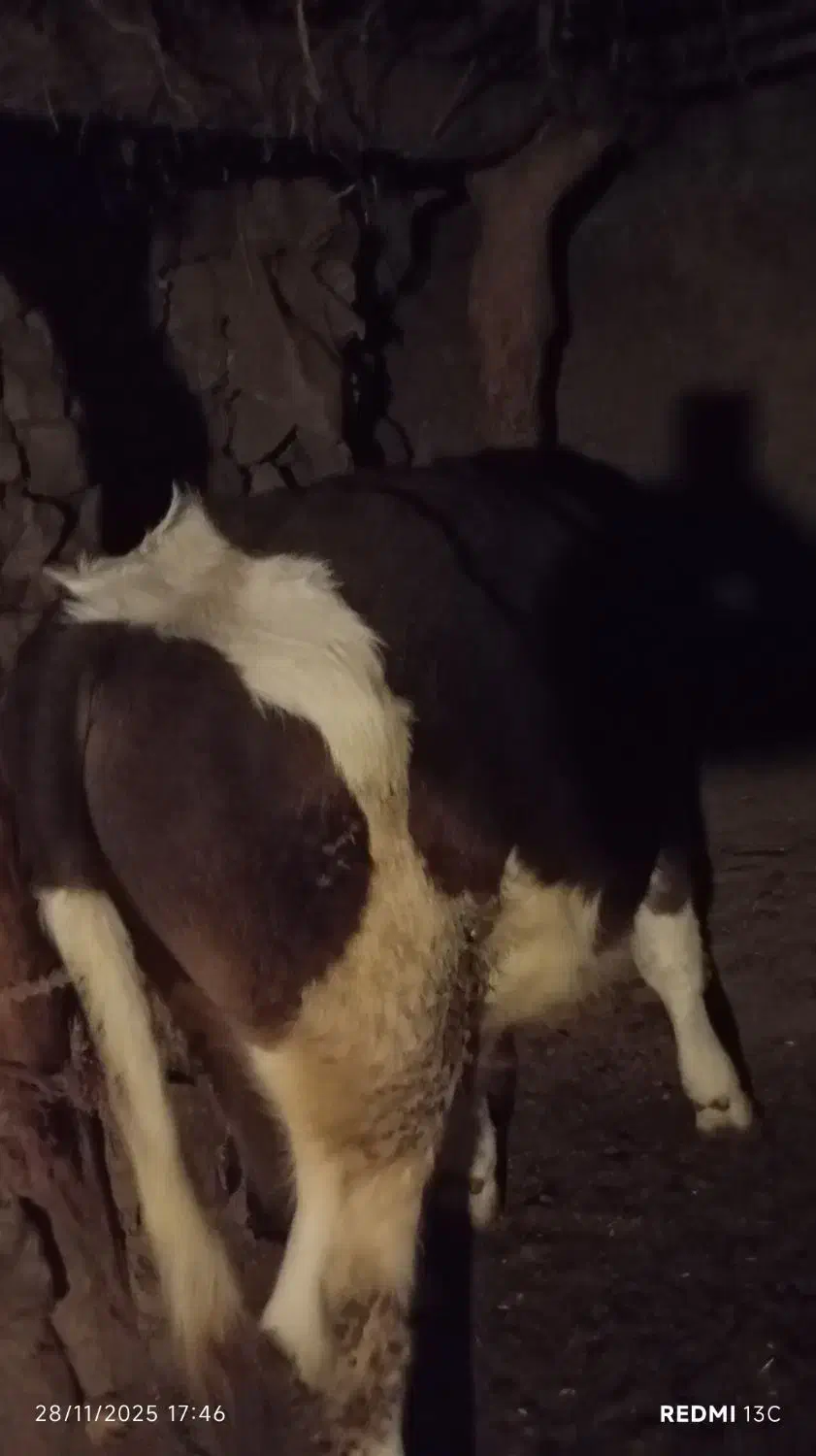 گوساله اصل سیمنتال بالای ۲۳۰کیلو ۷ماهه|حیوانات مزرعه|اهر, |دیوار