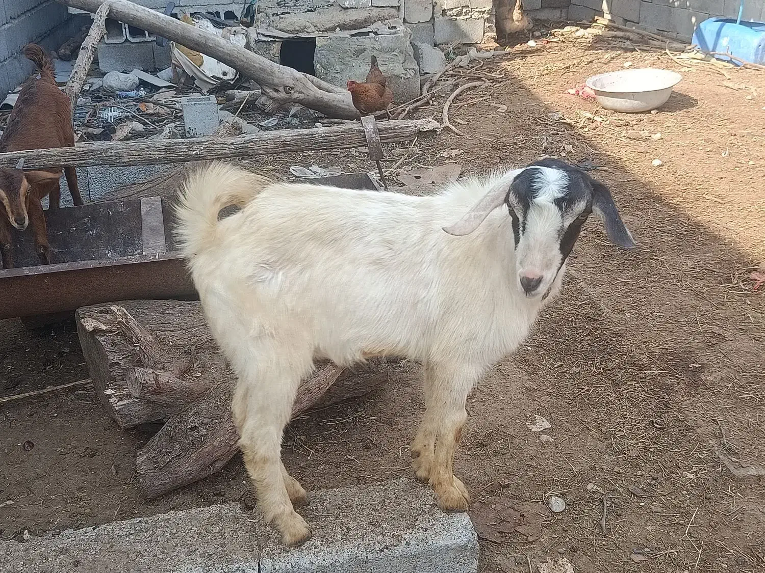 گوسفند|حیوانات مزرعه|بندرعباس, |دیوار