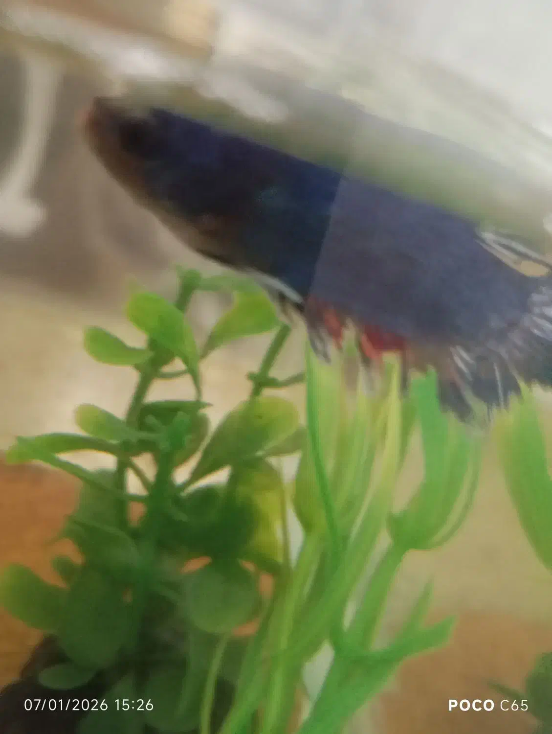 ماهی فایتر|ماهی|قدس, شهرقدس|دیوار