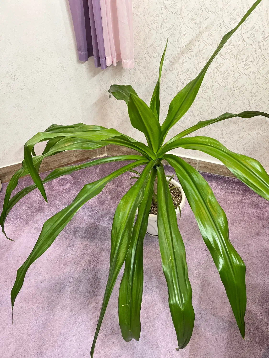 گل آپارتمانی اشک ملکه|گل و گیاه طبیعی|اصفهان, شهرک کاوه|دیوار