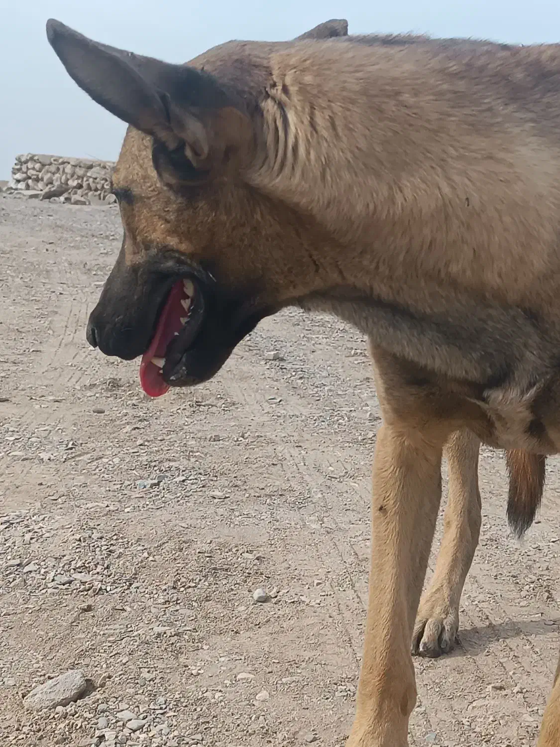 سگ نر باهوش 6 ماهه|سگ|اردکان, |دیوار