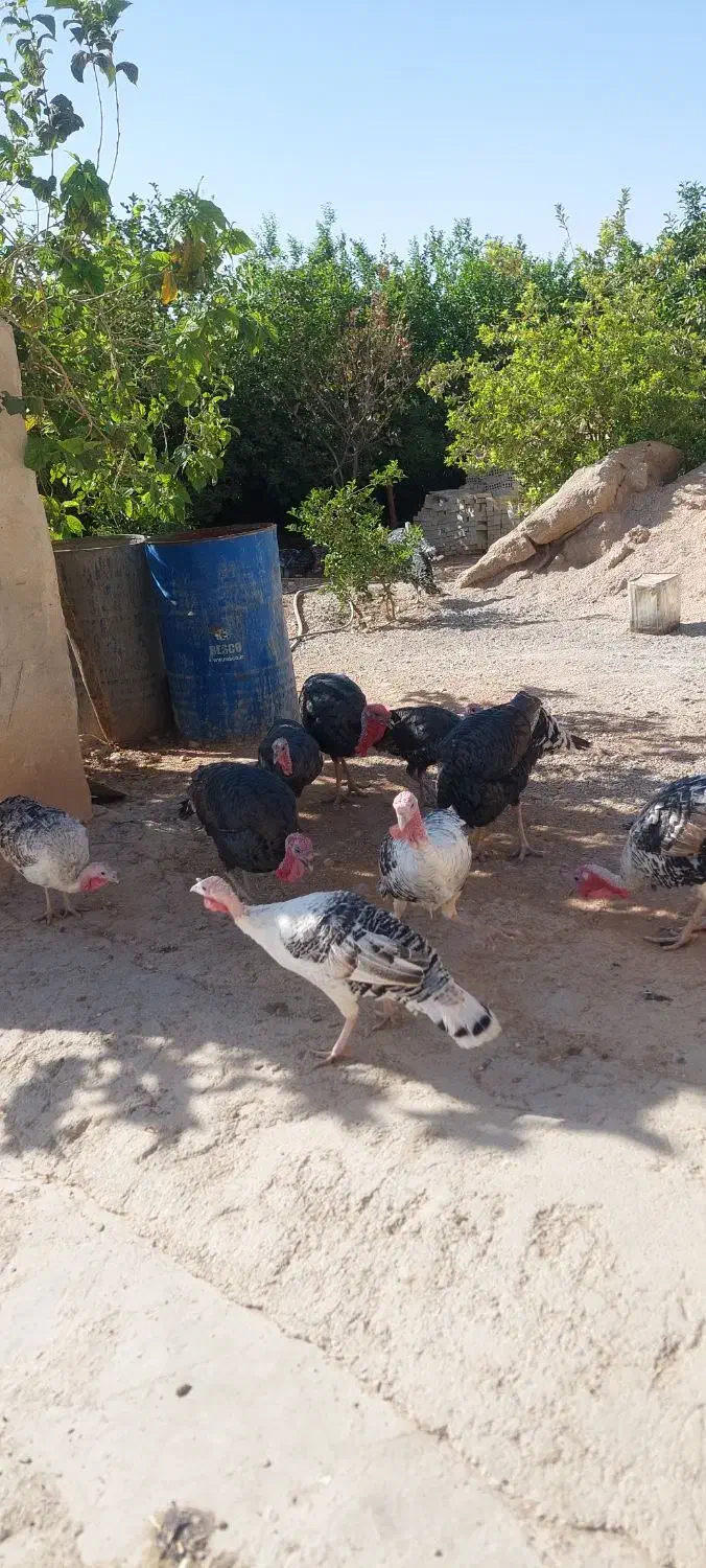 بوقلمون|حیوانات مزرعه|ایذه, |دیوار