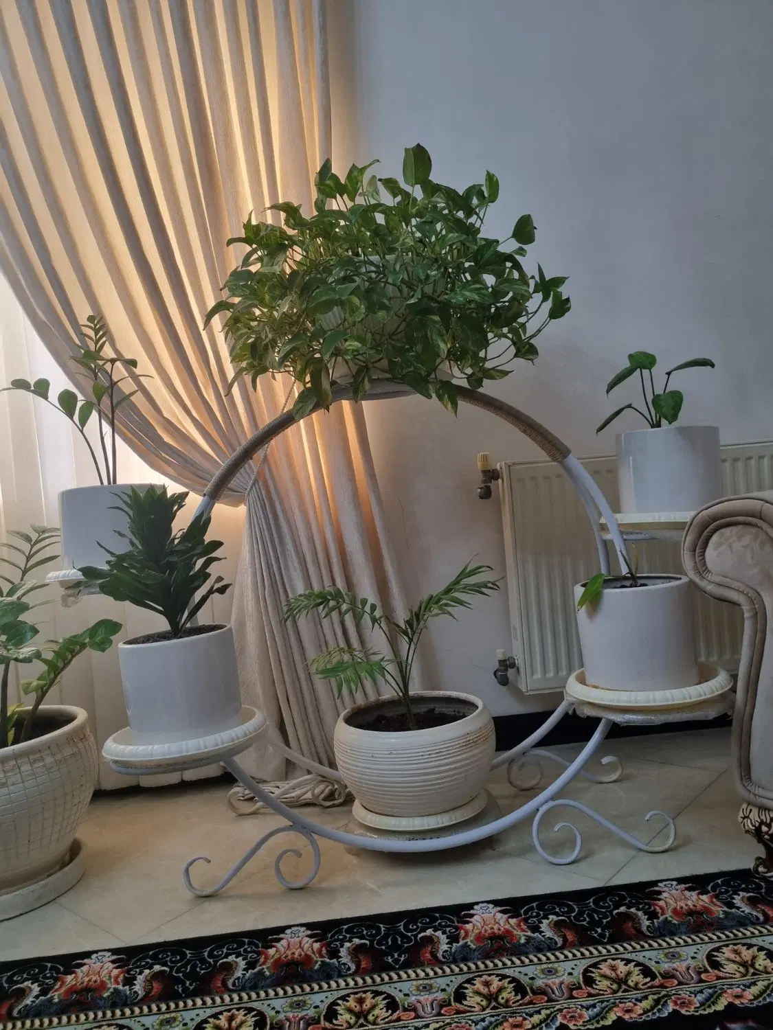 جای گل|گل و گیاه طبیعی|گرگان, |دیوار