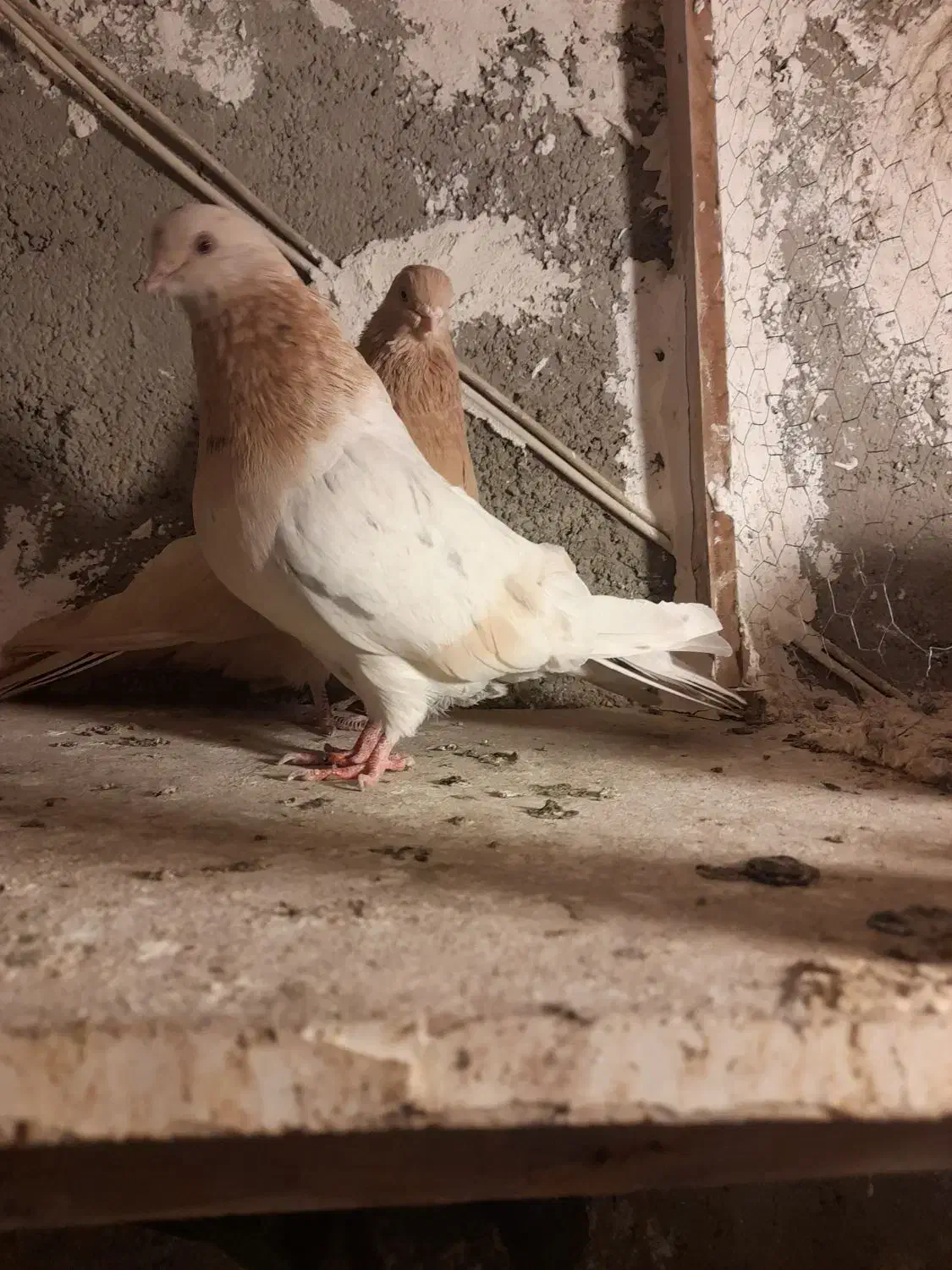 کفتر زردی|پرنده|نسیمشهر, |دیوار